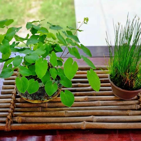 山野草趣