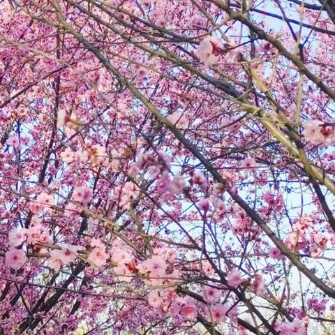 学校的日常生活