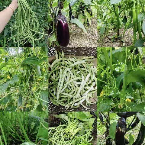 小教2209潘梦怡俯身劳动，感受自然风光