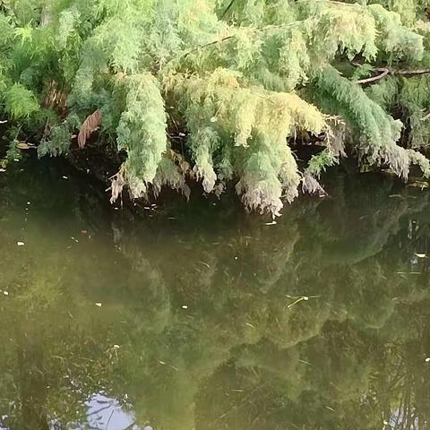 它悄然逝去，如同飞鸟一样