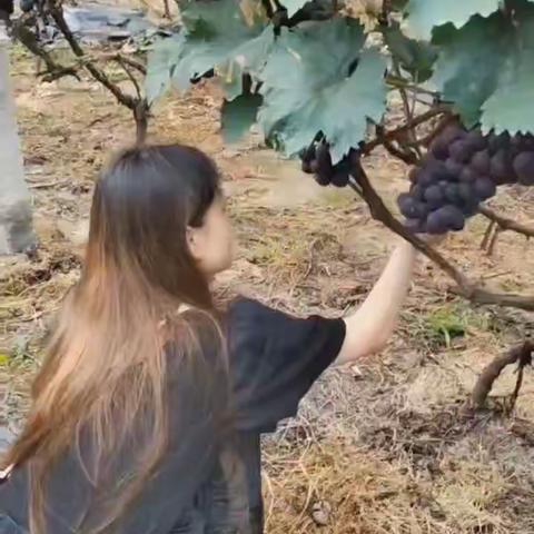 劳动体验