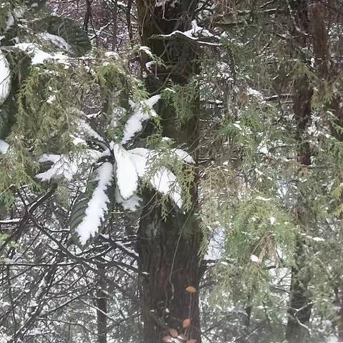 雪景