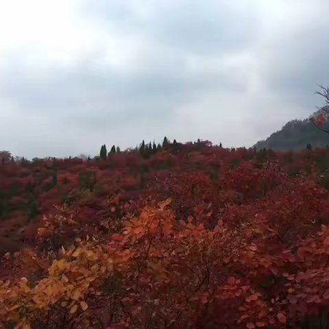 小游垛庄莲花山