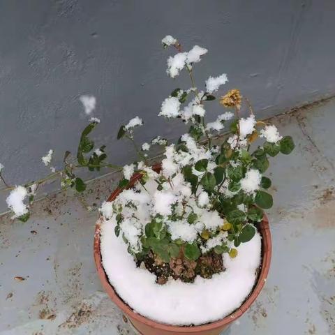 雪日遐思