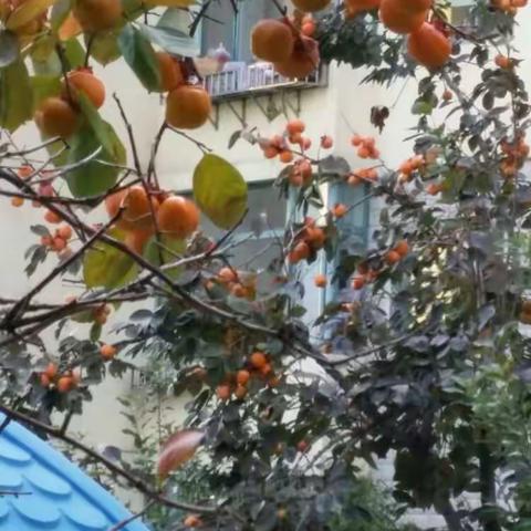 鹿鸣的秋天