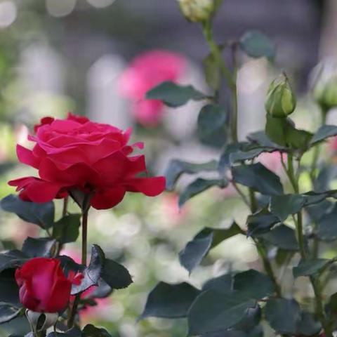 月季花开红艳艳