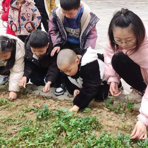 爱护自然，快乐除草—牡丹苑幼儿园种植园除草活动