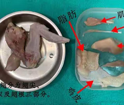 2022级22班 黄子淇 222218 七年级生物实践作业