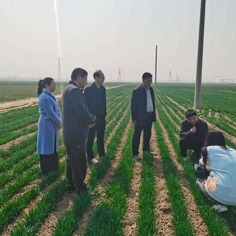 农技专家进麦田 技术指导保丰收