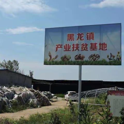 小小食用菌，撑起致富伞