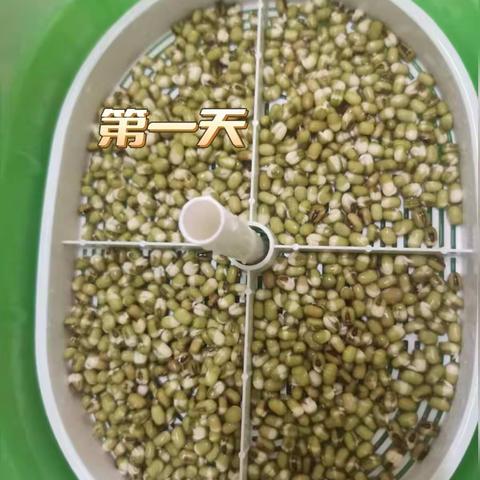 绿豆芽发芽过程