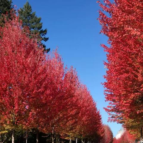 寒露节观红叶