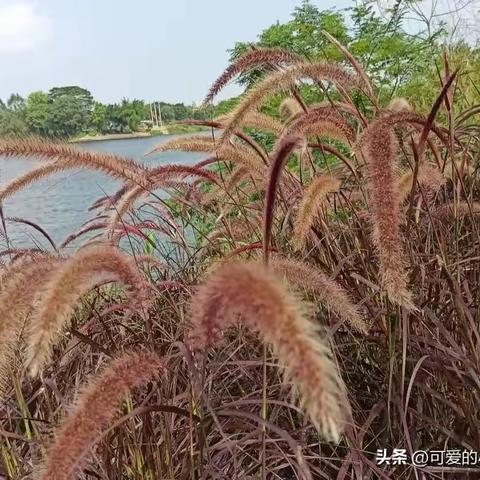 生活一半是美好，一半是发现，平淡日子，贵在发现。