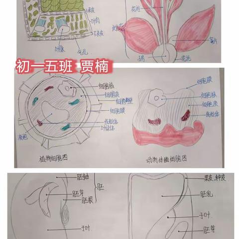 锡林浩特市六中 初一五班 生物假期实践作业