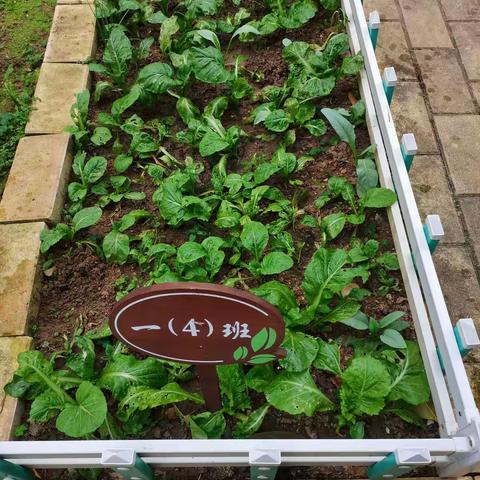 一（4）班的小菜园