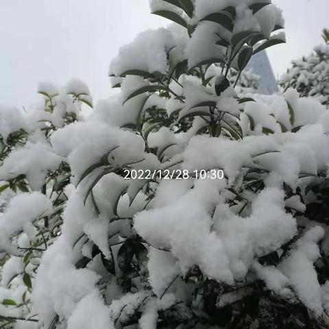 下雪了。愿这场雪能够将病毒带走。