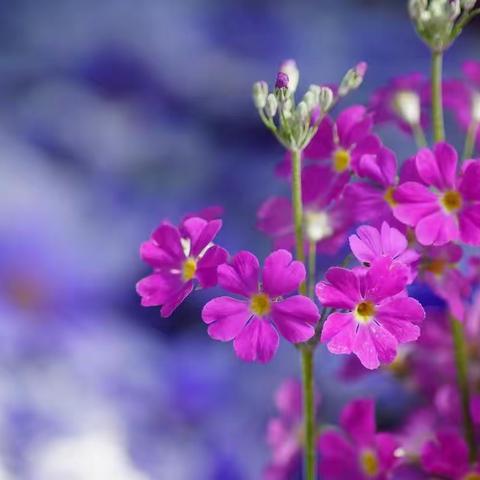 雪花精神让我明白了什么叫做团结进取和无私奉献，愿我们每个人都有所作为！