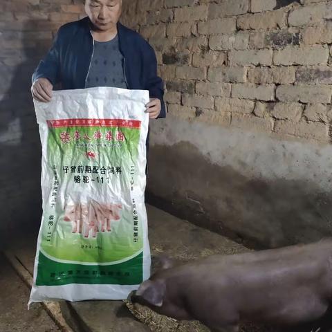 通城市场骆驼饲料效果好