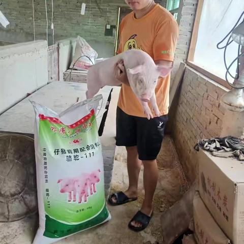 通城县市场武汉骆驼饲料就是好