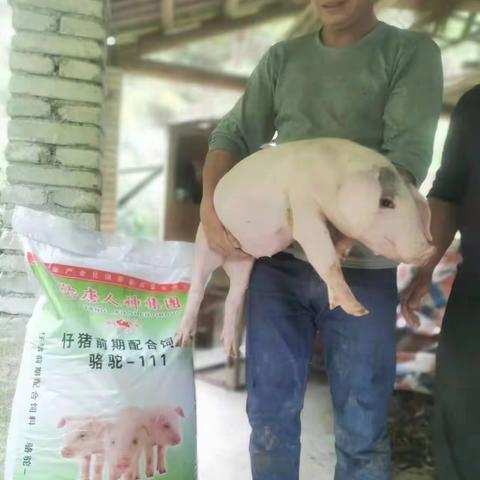 通城县市场骆驼饲料效果好