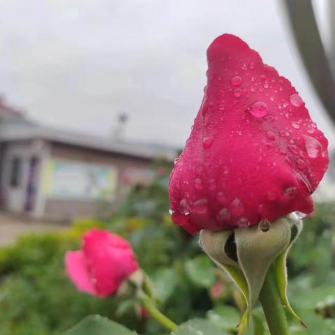 罗川九年制学校端午节放假告知书