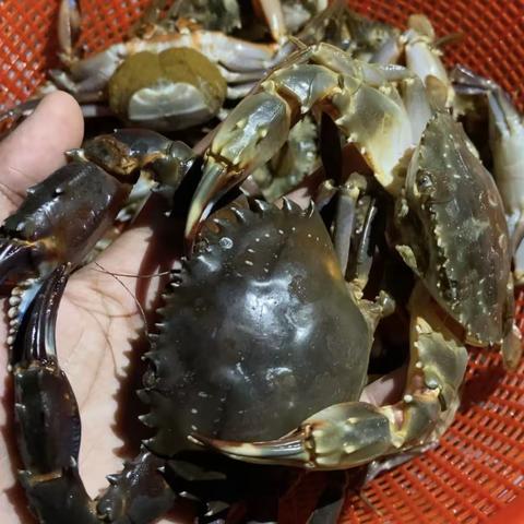 鼎龙湾别墅出租，鼎龙湾酒店预定，鼎龙湾海景大床，鼎龙湾海景双人套餐，预定联系19124888868