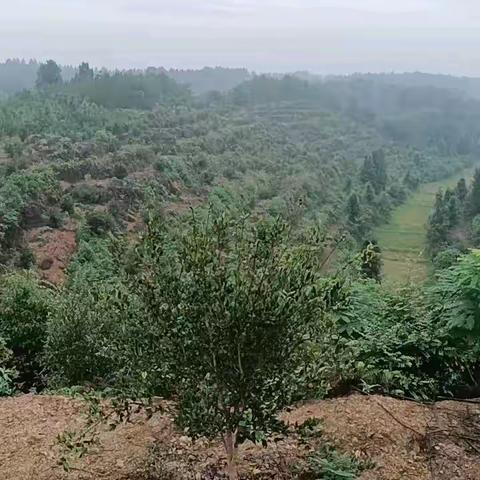 小雨