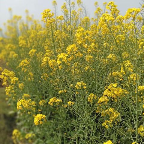 油菜花开