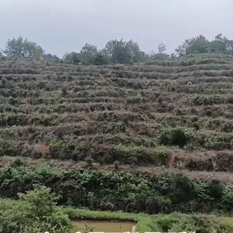 上茶山