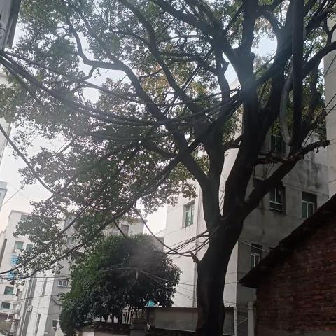 树根深才能叶茂