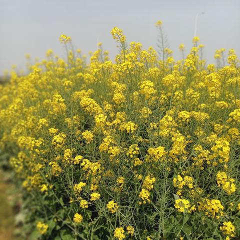 清明
