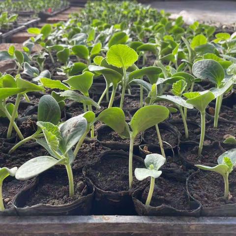 科技助力春耕特派员在行动腑肇源县肇源镇四方山村专场培训会技术明白纸《黄瓜科学育苗及关键技术要点》