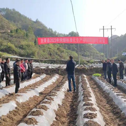 施秉县召开移栽现场会，吹响全县烤烟大田移栽号角