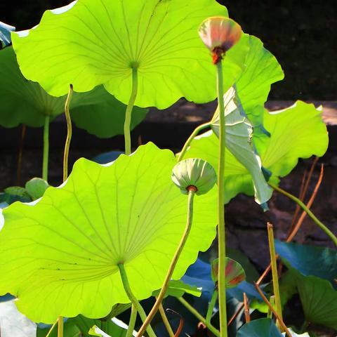 繁花褪去，莲子留香。