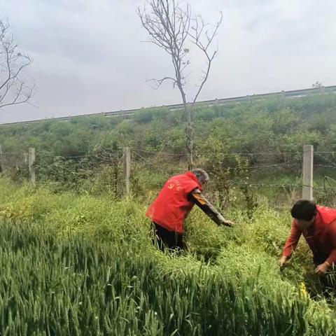 李固村:“清洁日”活动度五一