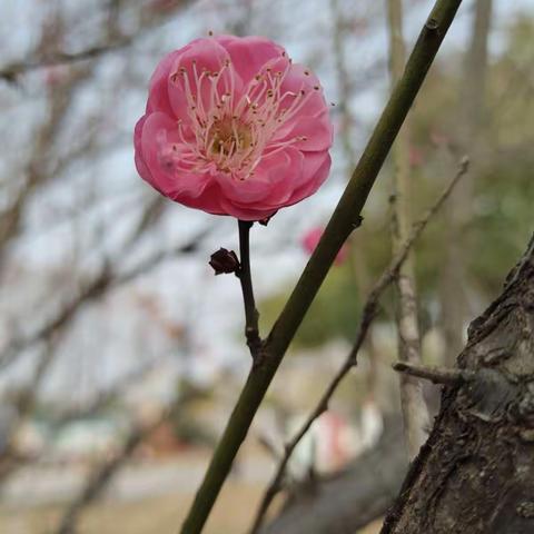 暗香惹人追-曹禺公园梅花开