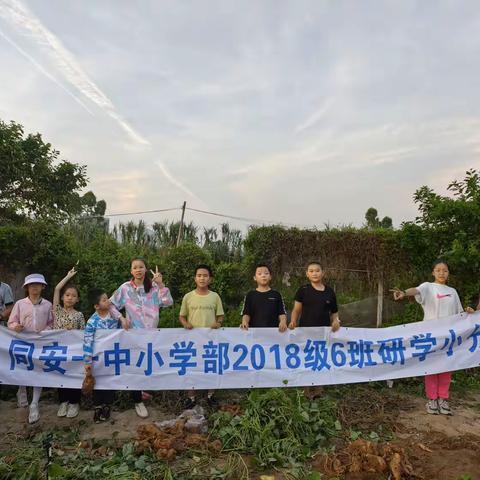 福建省厦门市同安第一中学小学部五年六班“挖红薯”研学小队活动方案