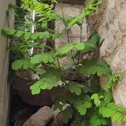 石头缝里的植物精神