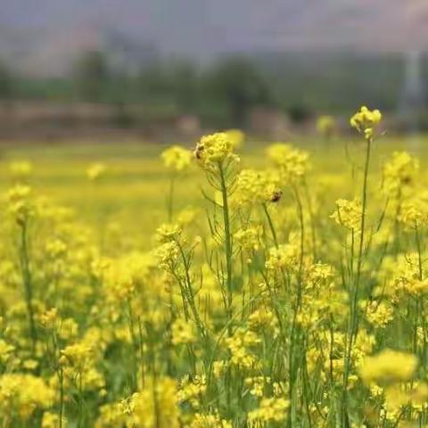 邂逅油菜花
