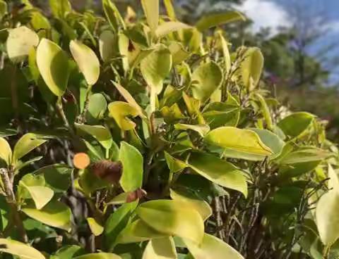 小豆芽🌱童话剧场