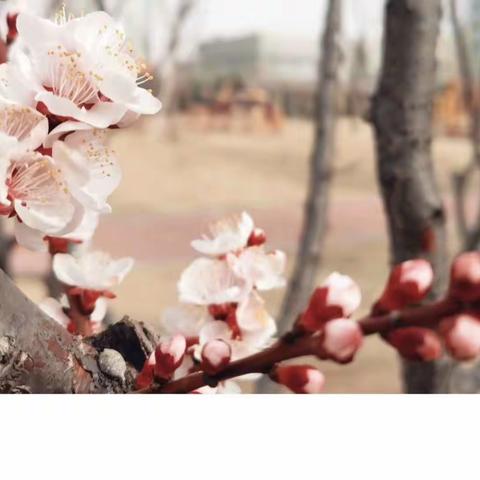 康二幼4月21日云端课程