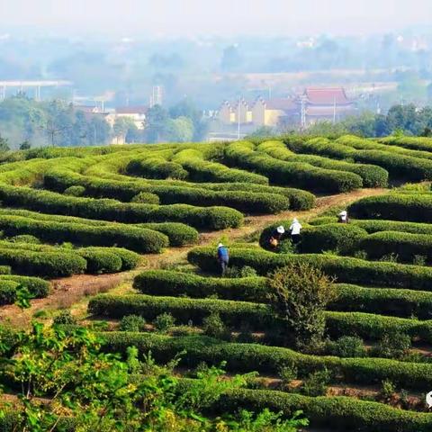 4月8日【采茶+紫砂手作之旅（独立营）】丨茶博园“识茶寻茶采茶炒茶”、竹林挖笋、紫砂杯小工匠，满满的乐趣体验！