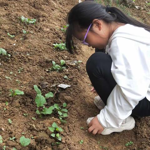 恩施市第三实验小学梦想中队402邓梦涵重阳节生活实践活动