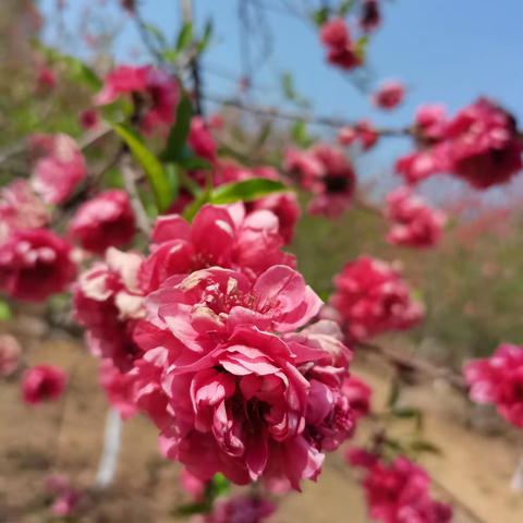 人面桃花相映红，桃花依旧笑春风……