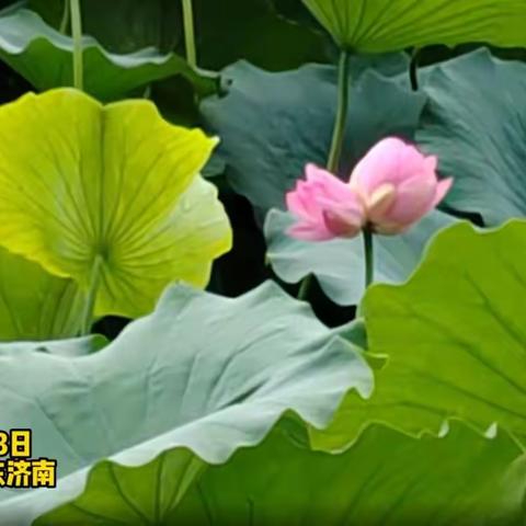 花开并蒂，好事成双