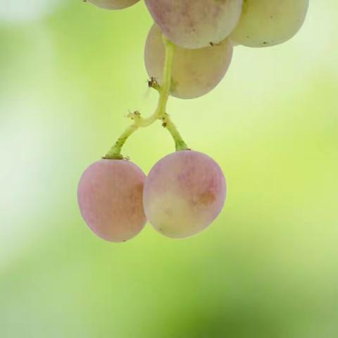 葡萄 2019 6