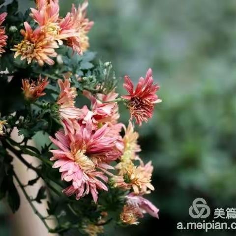 秋菊