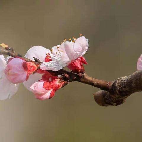 樱桃花