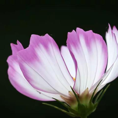 格桑花