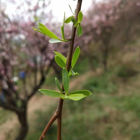 嗅，春的气息……